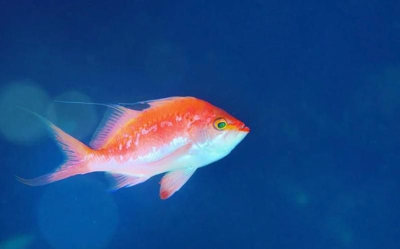 如何區分馬拉莫寶石魚雌雄？，如何區分馬拉莫寶石魚的雌雄？
