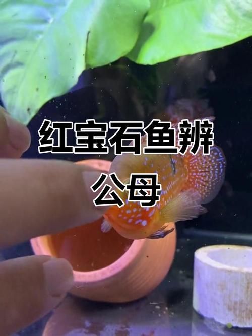 如何區分馬拉莫寶石魚雌雄？，如何區分馬拉莫寶石魚的雌雄？