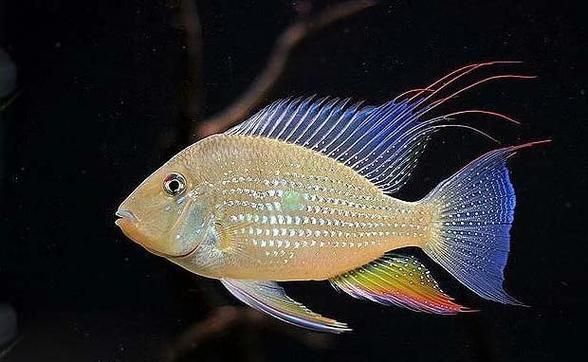 如何區分馬拉莫寶石魚雌雄？，如何區分馬拉莫寶石魚的雌雄？