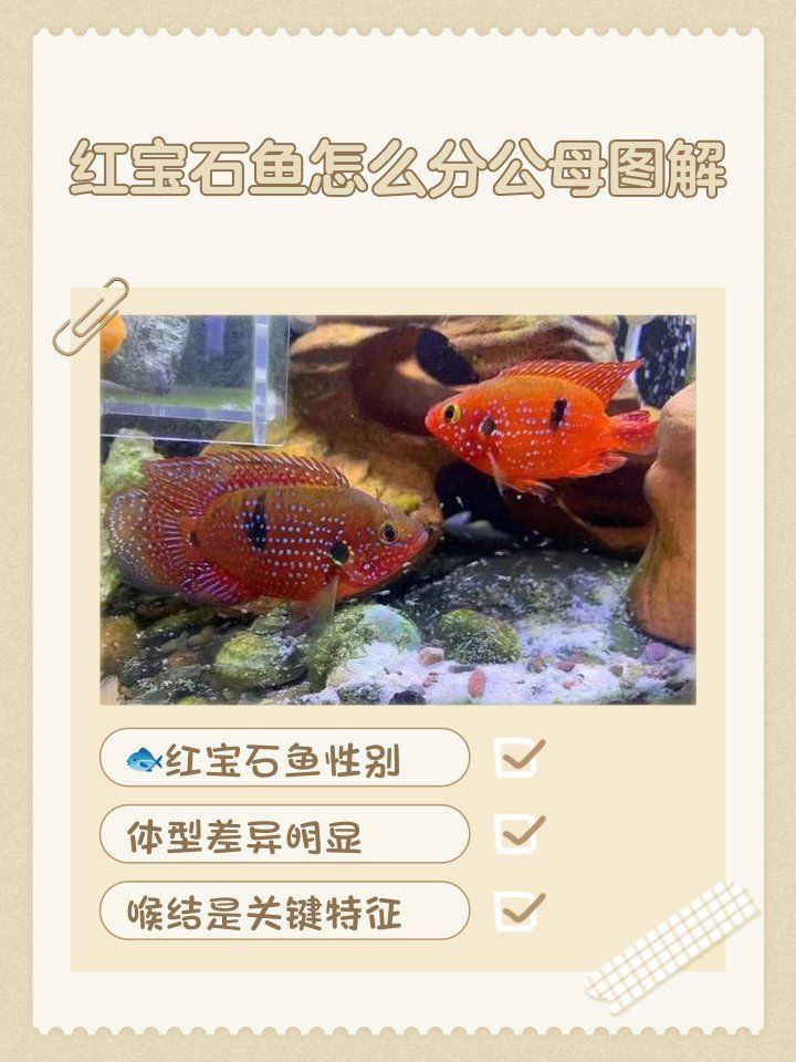 如何區分馬拉莫寶石魚雌雄？，如何區分馬拉莫寶石魚的雌雄？