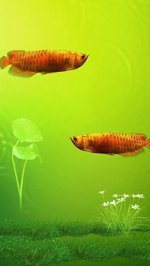 如何選購合適的金龍魚壁紙，如何選擇合適的金龍魚壁紙