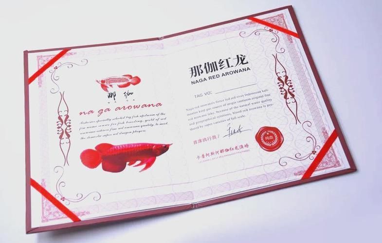 如何驗證龍魚芯片的真偽？，如何驗證龍魚芯片