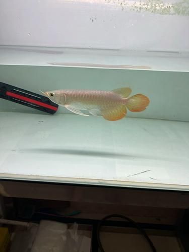 如何驗證龍魚芯片的真偽？，如何驗證龍魚芯片