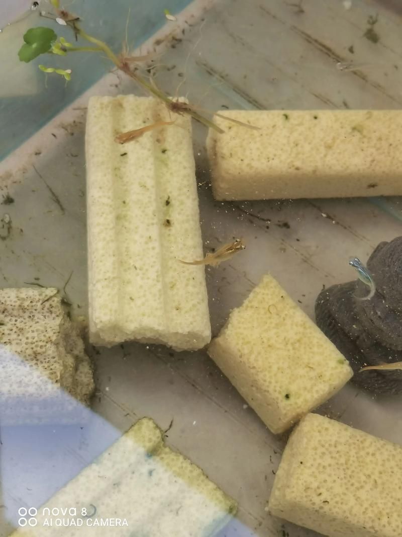 元寶鳳凰魚如何繁殖？