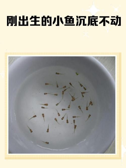 元寶鳳凰魚如何繁殖？