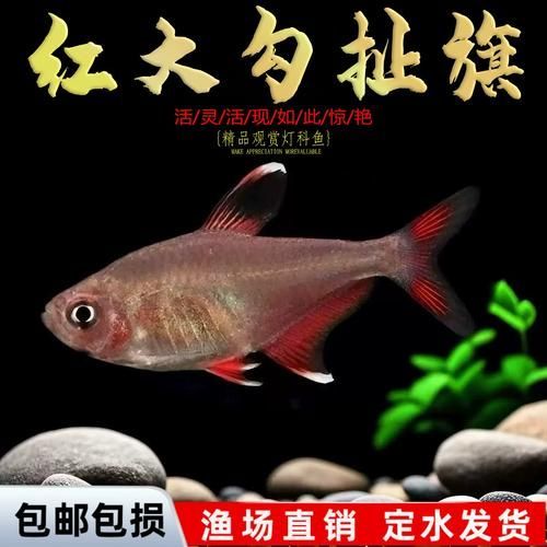 如何判斷玫瑰銀版魚是否健康？，——科學(xué)診斷玫瑰銀版魚是否健康