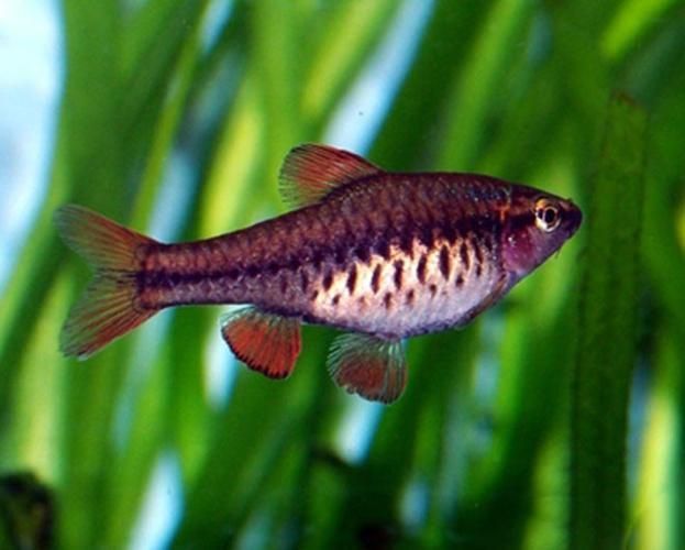 如何判斷玫瑰銀版魚是否健康？，——科學診斷玫瑰銀版魚是否健康