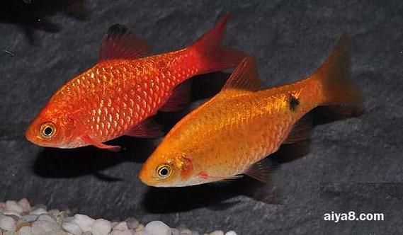 如何判斷玫瑰銀版魚是否健康？，——科學(xué)診斷玫瑰銀版魚是否健康