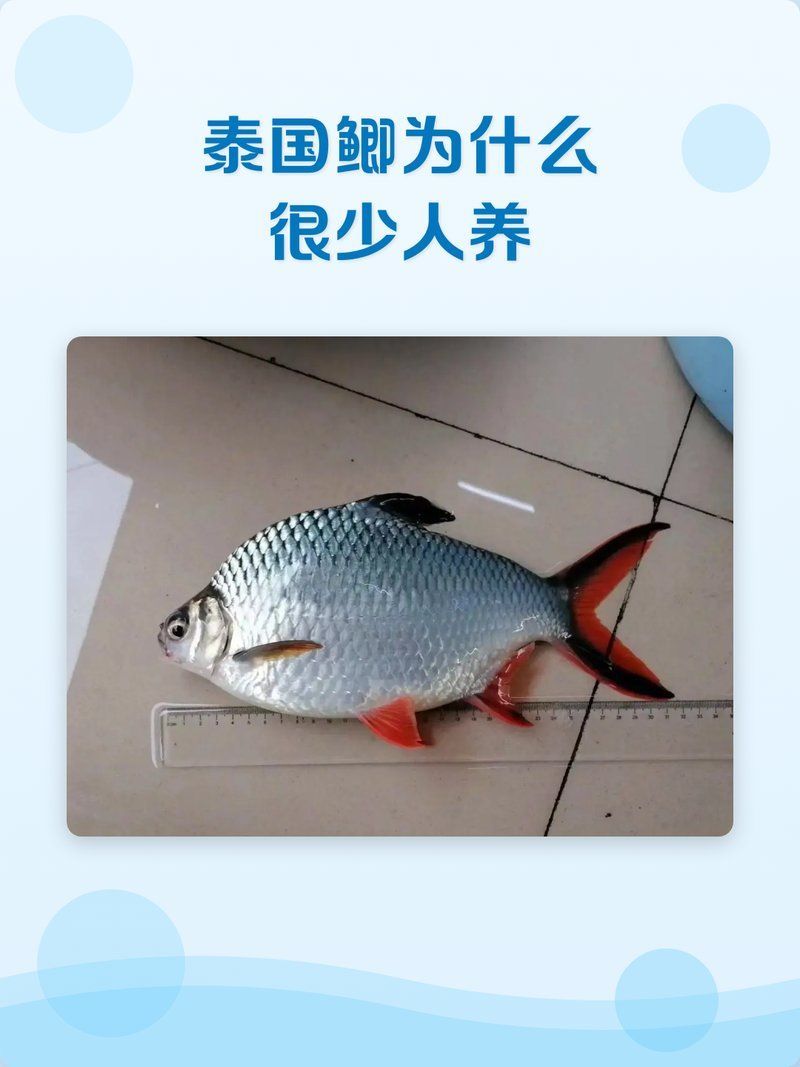 龍魚和泰國鯽的繁殖環(huán)境有何不同