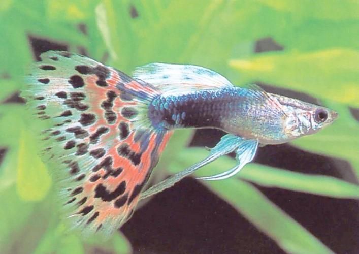 如何預(yù)防魚爛尾病復(fù)發(fā)，如何判斷魚是否患上爛尾病