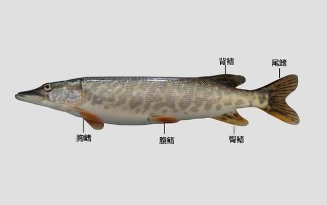 如何預(yù)防魚爛尾病復(fù)發(fā)，如何判斷魚是否患上爛尾病