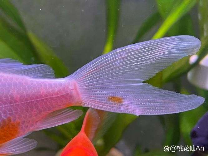 如何預(yù)防魚爛尾病復(fù)發(fā)，如何判斷魚是否患上爛尾病