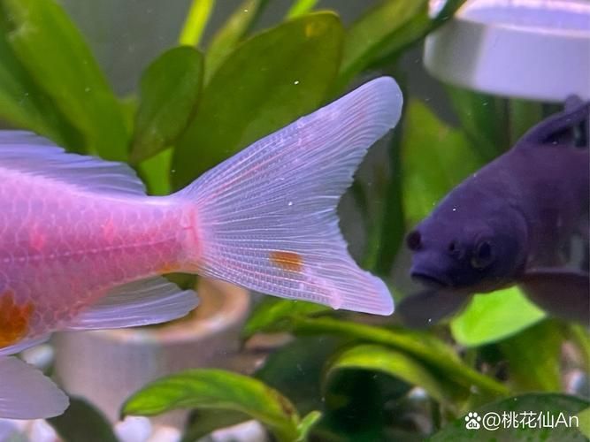 如何預(yù)防魚爛尾病復(fù)發(fā)，如何判斷魚是否患上爛尾病