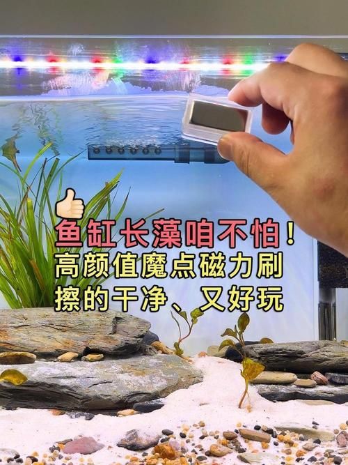 有哪些魚缸清潔維護技巧，魚缸清潔技巧