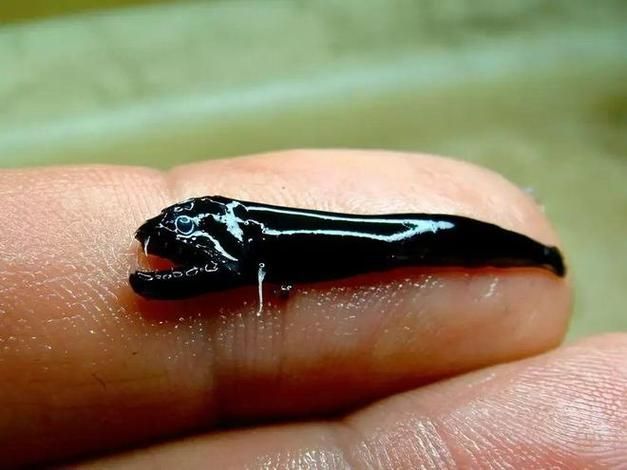 如何保護深海龍魚的棲息地，關于深海龍魚棲息地保護