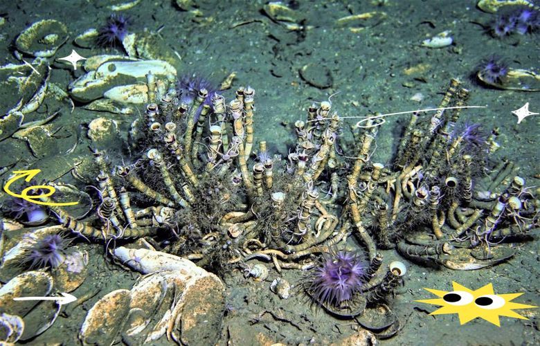 如何保護深海龍魚的棲息地，關于深海龍魚棲息地保護