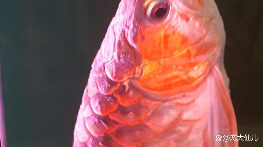 龍魚寄生蟲有哪些類型，龍魚寄生蟲有哪些類型用戶要求包含1000字說明和配圖