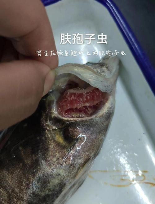 龍魚寄生蟲有哪些類型，龍魚寄生蟲有哪些類型用戶要求包含1000字說明和配圖