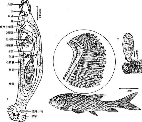 龍魚寄生蟲有哪些類型，龍魚寄生蟲有哪些類型用戶要求包含1000字說明和配圖