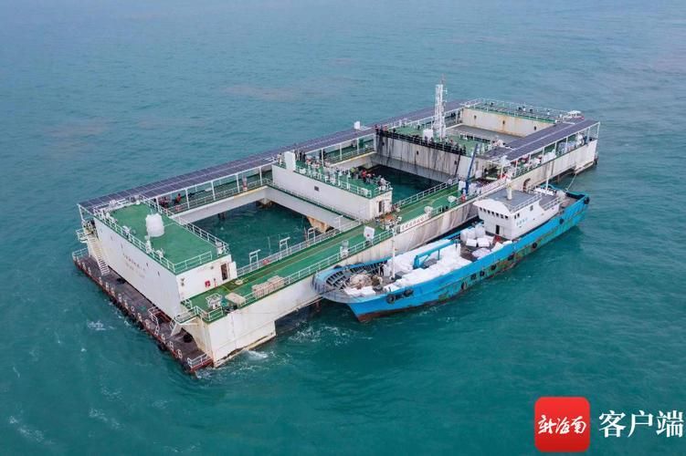 樂東黎族龍魚養殖有哪些挑戰，樂東黎族觀賞魚養殖的挑戰