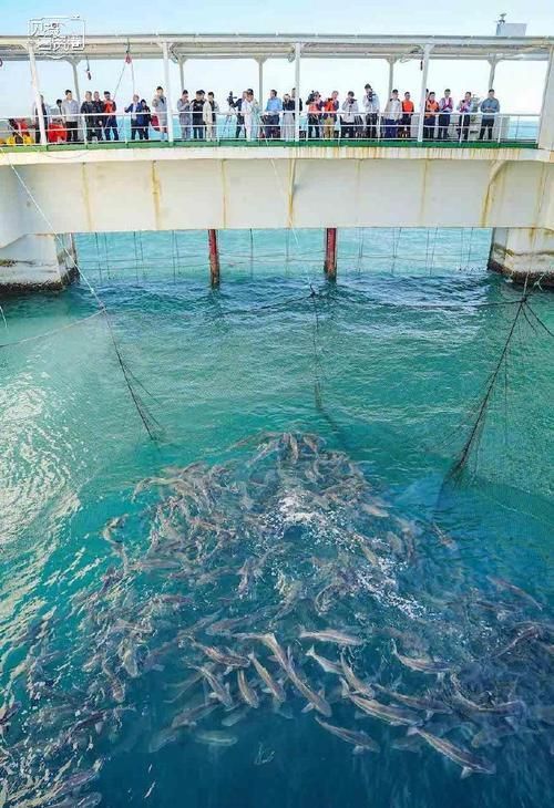 樂東黎族龍魚養殖有哪些挑戰，樂東黎族觀賞魚養殖的挑戰