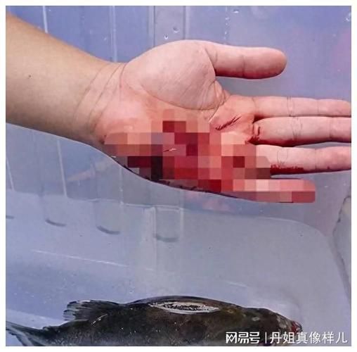 有哪些紅龍魚混養(yǎng)失敗案例，紅龍魚混養(yǎng)失敗案例