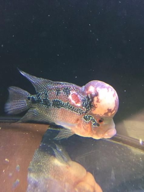 有哪些紅龍魚混養(yǎng)失敗案例，紅龍魚混養(yǎng)失敗案例