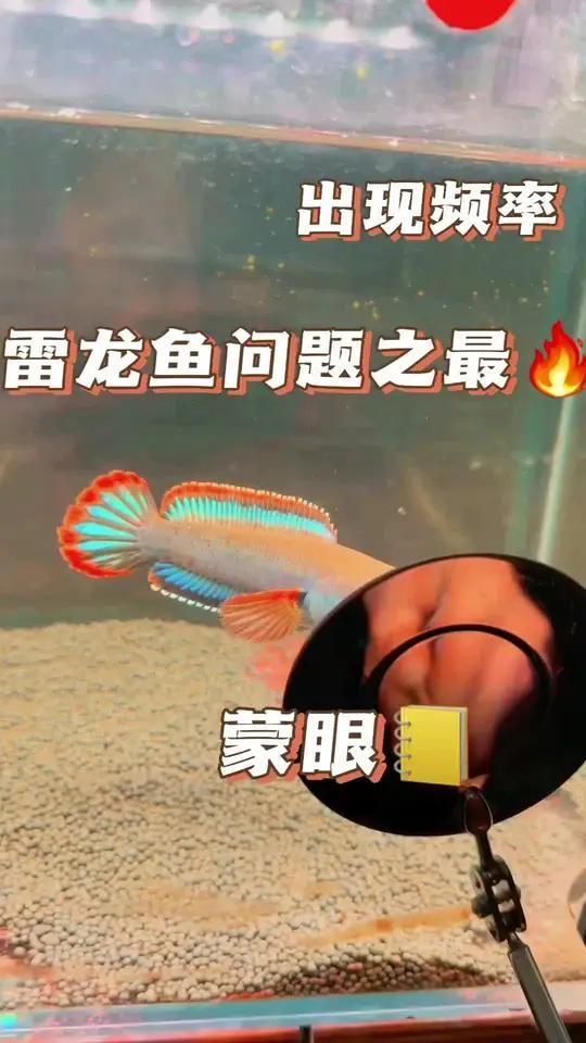有哪些藥物可以預防雷龍魚蒙眼，雷龍魚蒙眼后如何治療