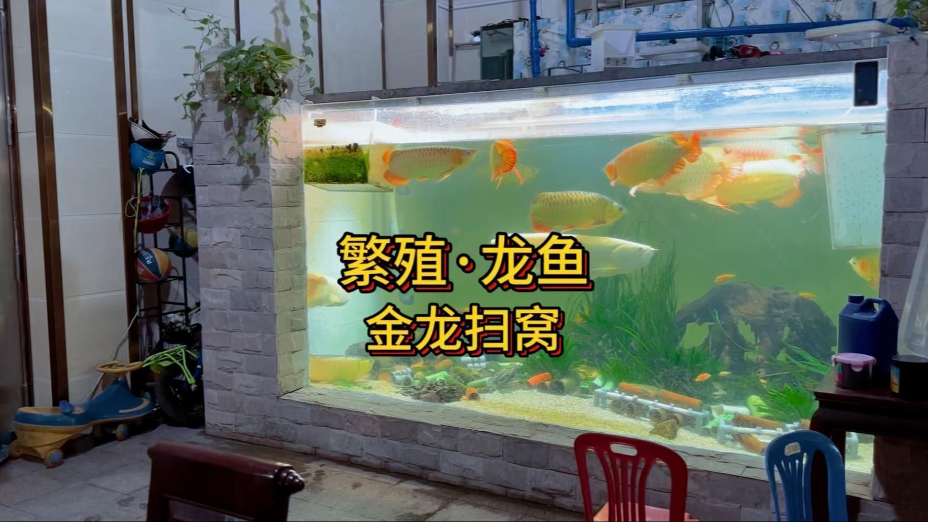 金龍魚繁殖技巧分享，如何通過觀察金龍魚的行為和生理變化來判斷是否成功繁殖