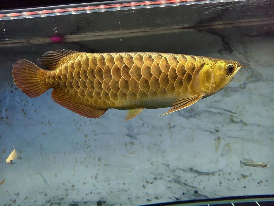 B過背金龍魚有哪些品種，b過背金龍魚有哪些品相好的個體