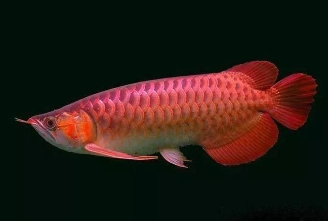 B過背金龍魚有哪些品種，b過背金龍魚有哪些品相好的個體
