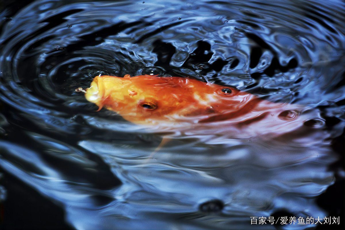 如何判斷金魚爛尾是否嚴重，如何判斷金魚是否嚴重爛尾