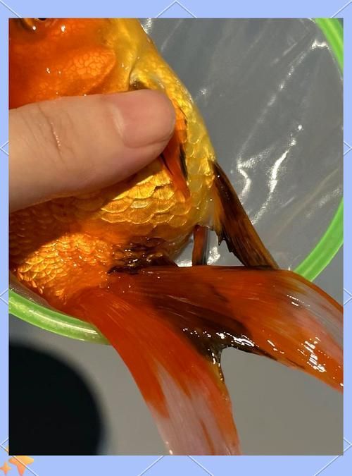如何判斷金魚爛尾是否嚴(yán)重，如何判斷金魚是否嚴(yán)重爛尾