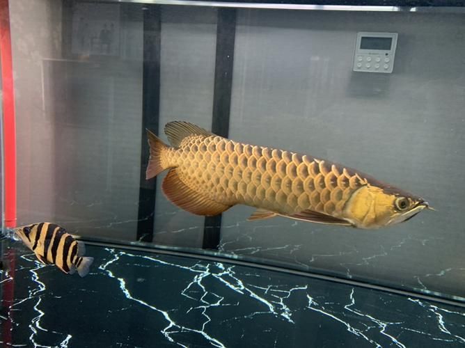 如何判斷李亞四龍魚是否生病？，如何判斷李亞四龍魚