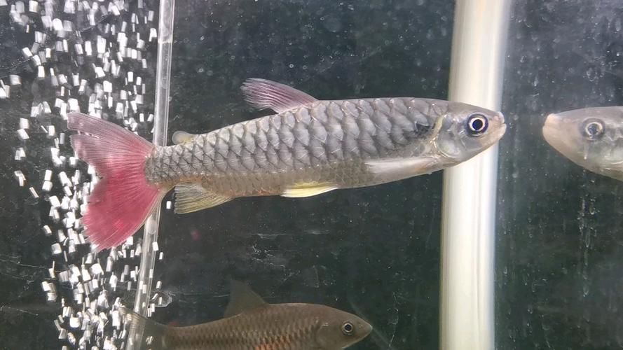如何判斷紅尾平克魚的健康狀況