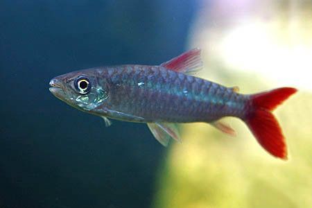 如何判斷紅尾平克魚的健康狀況