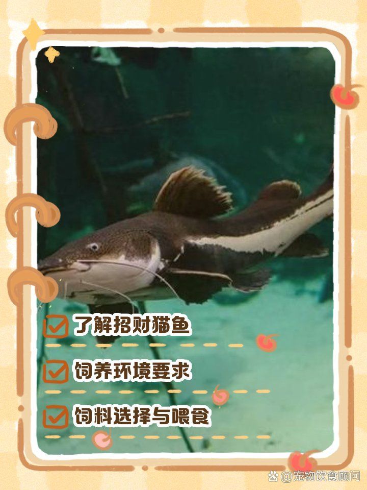如何區分招財貓魚的品種，如何區分“招財貓魚”