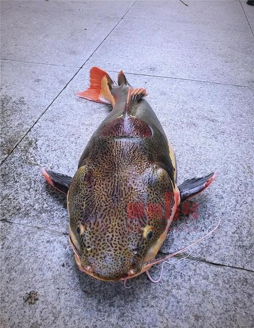 如何區分招財貓魚的品種，如何區分“招財貓魚”