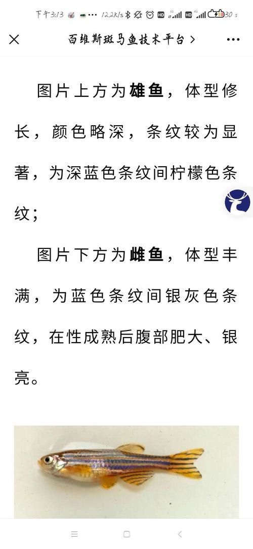 斑馬魚公母對照圖