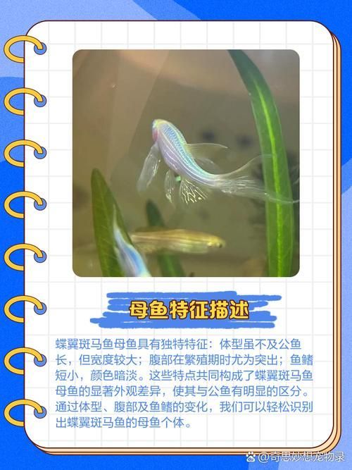 斑馬魚公母對照圖
