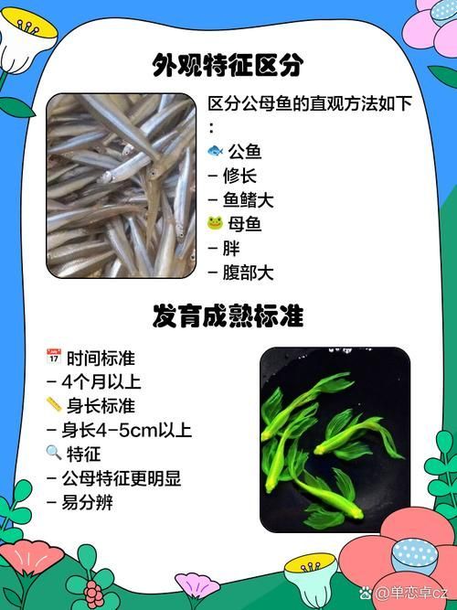 斑馬魚公母對照圖