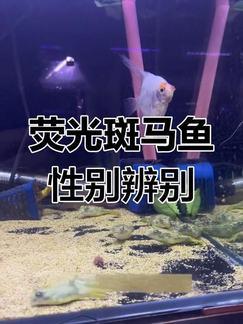 斑馬魚公母對照圖