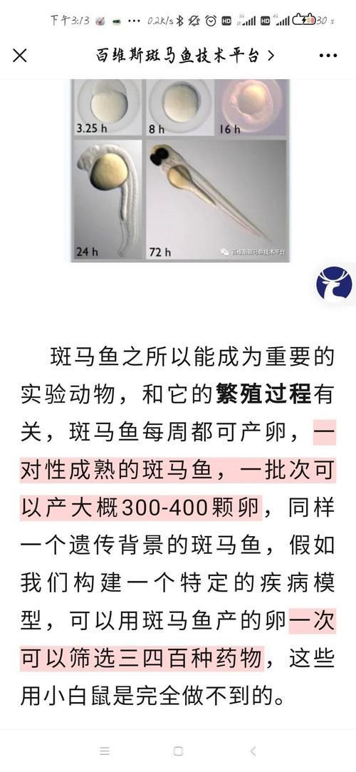 斑馬魚公母對照圖