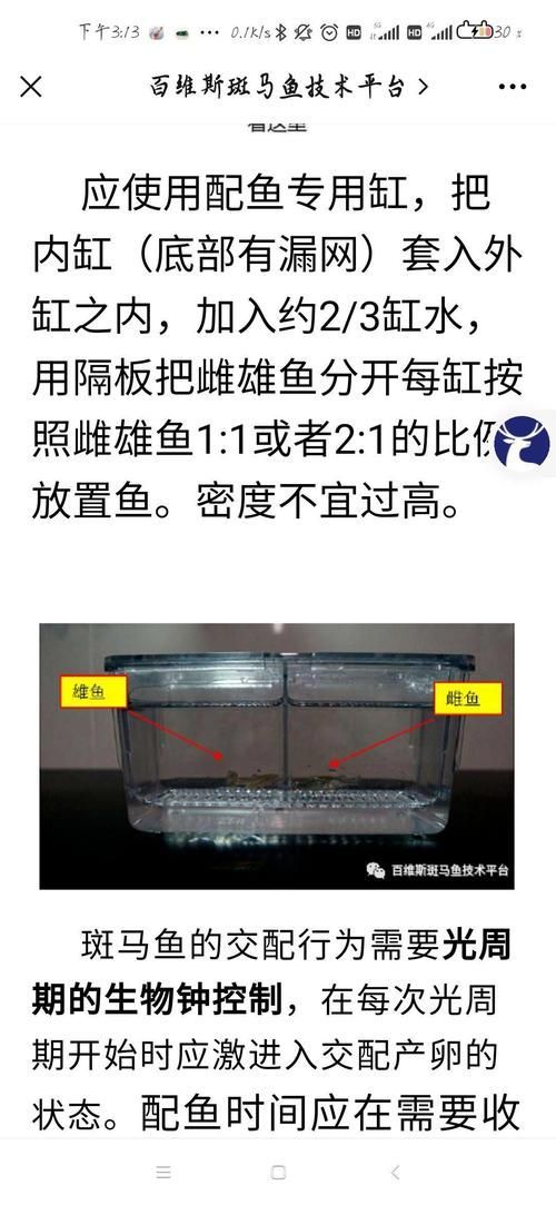 斑馬魚公母對照圖