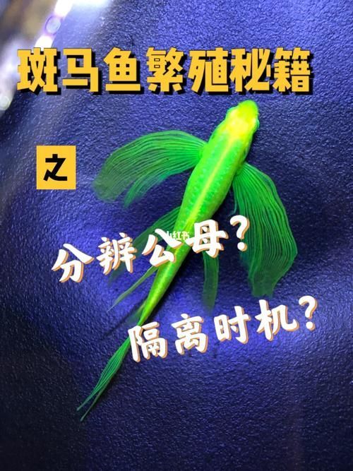 斑馬魚公母對照圖