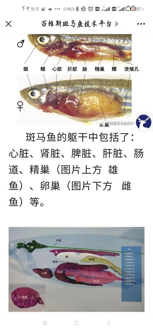 斑馬魚公母對照圖