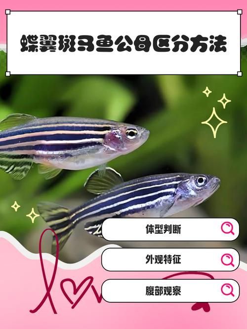 斑馬魚公母對照圖