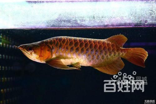 孟吉爾漁場紅龍魚的購買流程，孟吉爾漁場紅龍魚的購買流程詳解