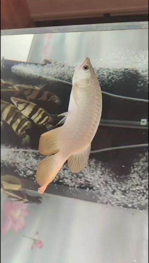 孟吉爾漁場紅龍魚的購買流程，孟吉爾漁場紅龍魚的購買流程詳解