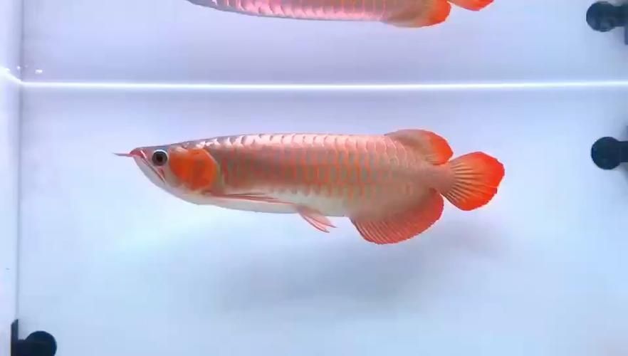 白玉紅龍魚的飼養(yǎng)方法有哪些？，白玉紅龍魚的飼養(yǎng)方法